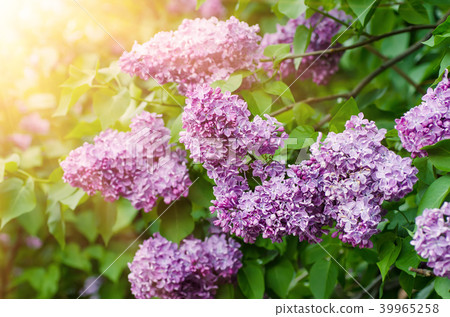 Branch of lilac flowers 39965258