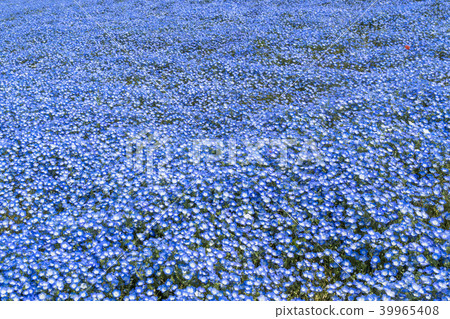 Nemophila flower garden 39965408