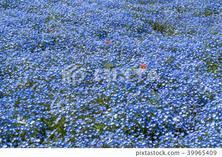 Nemophila flower garden Nemophila flower garden 39965409