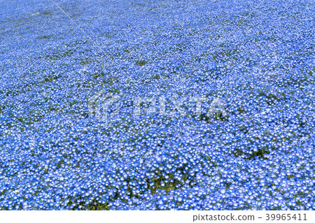 Nemophila flower garden 39965411