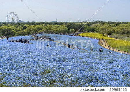 Nemophila flower garden 39965413