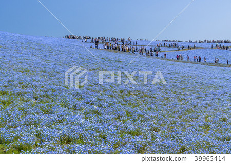 Nemophila flower garden Nemophila flower garden 39965414