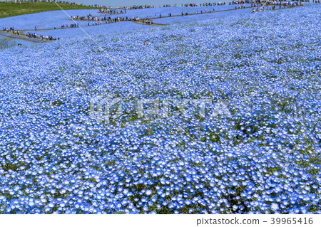Nemophila flower garden 39965416