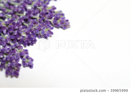 English lavender English lavender 39965999