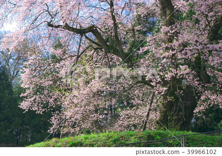 One cherry tree - Akiyama no koto cherry tree One cherry tree - Akiyama no koto cherry tree 39966102