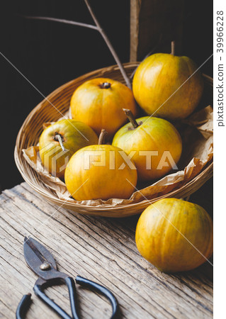 Lucuma fruits-Eggfruits Lucuma fruits-Eggfruits 39966228