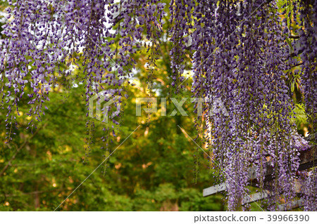 紫藤紫藤 39966390