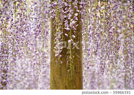 紫藤紫藤 39966391