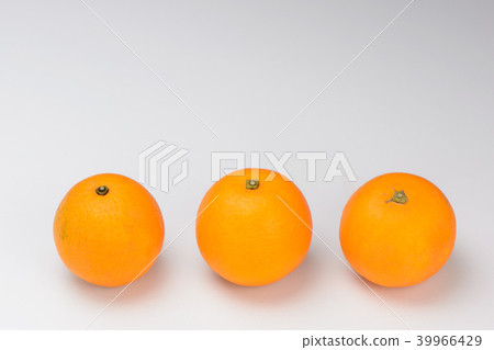 Yanagicho Yanagi Orange Tachibana Citrus White-bottom Orange Orange Citrus oranges 39966429