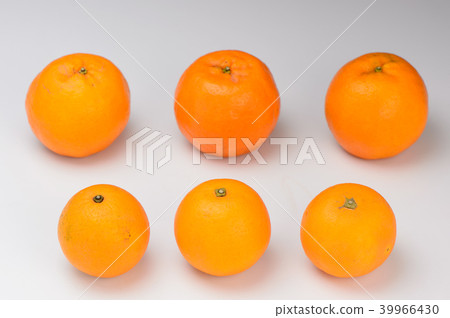 Yanagicho Yanagi Orange Tachibana Citrus White-bottom Orange Orange Citrus oranges 39966430