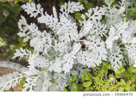 Shirota aegi 39966470