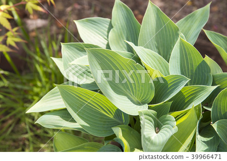 Giboshi (Halcyon) 39966471