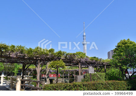 Kameido Tenjin和Sky Tree的紫藤格子 39966499
