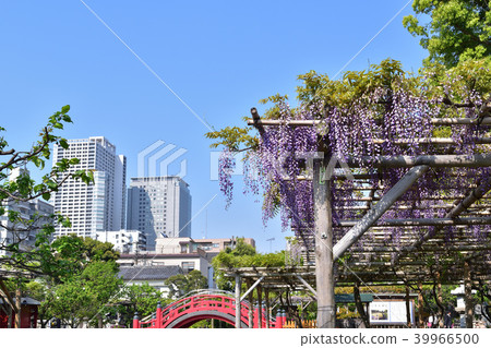 龜戶天神神社紫藤花 39966500