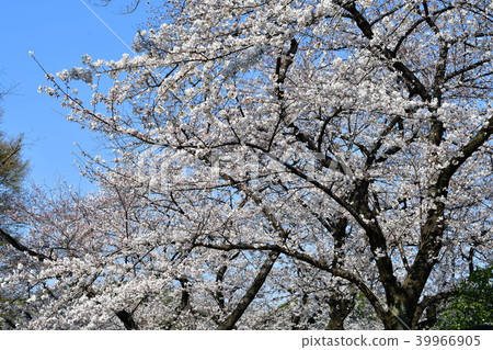 Cherry blossoms at Chidorigafuchi Cherry blossoms at Chidorigafuchi 39966905
