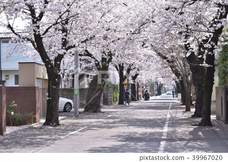 A row of cherry blossom trees set in Setagaya Hakuba 39967020