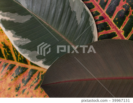 Tropical leaves texture. Leaf texture background 39967131