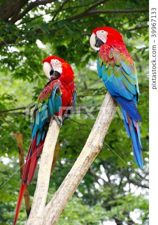 Green-winged Macaw 39967133