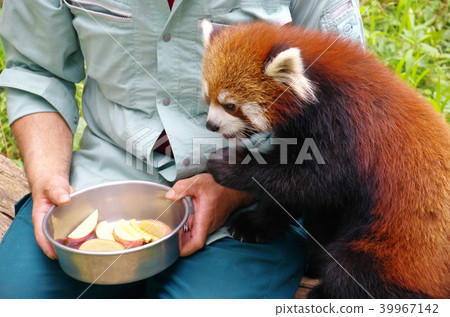 餵養小熊貓 餵養小熊貓 39967142