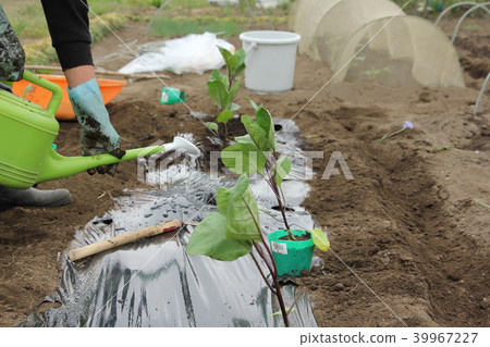 Planting eggplant seedlings Planting eggplant seedlings 39967227