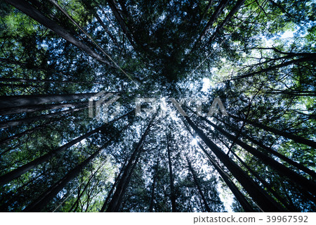 樹木 樹木 39967592