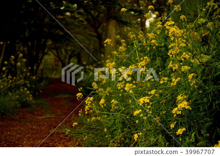 強姦花和山路 強姦花和山路 39967707