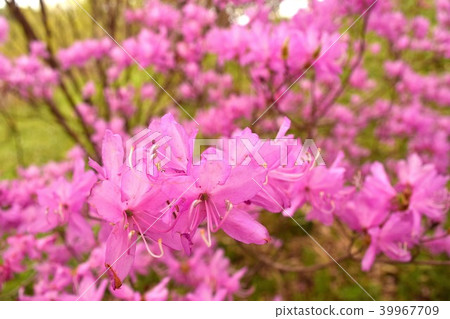 粉紅色的杜鵑花 粉紅色的杜鵑花 39967709