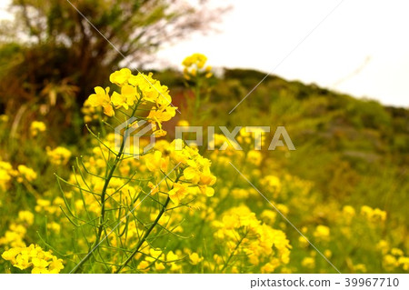 強姦開花 強姦開花 39967710
