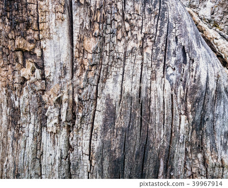 Close Up Old Wood Texture. Cracked dead old tree trunk background. Close Up Old Wood Texture. Cracked dead old tree trunk background. 39967914