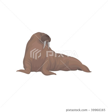 Walrus sea animal vector Illustration on a white background 39968165