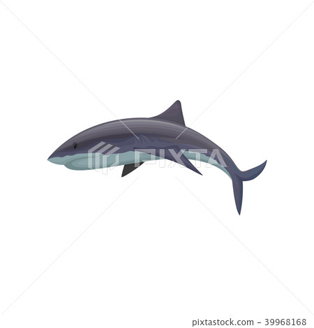 Shark marine mammal creature vector Illustration on a white background Shark marine mammal creature vector Illustration on a white background 39968168