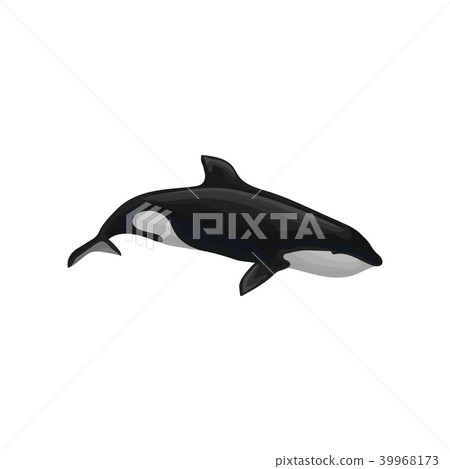 Killer whale marine mammal, inhabitant of sea and ocean vector Illustration on a white background Killer whale marine mammal, inhabitant of sea and ocean vector Illustration on a white background 39968173