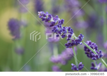 英國薰衣草 39968385