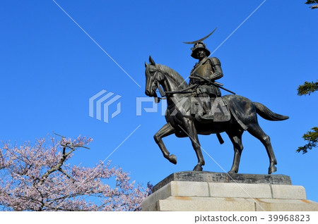 Date Masamune Statue and cherry blossoms 39968823