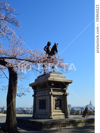 Date Masamune Statue and cherry blossoms 39968825
