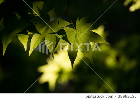 新鮮的綠色楓葉 39969153