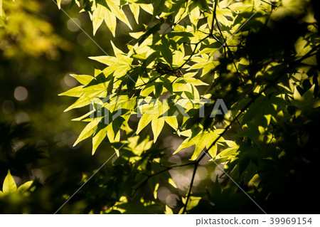 新鮮的綠色楓葉 新鮮的綠色楓葉 39969154