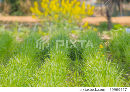 Fresh green and rape blossoms 39969557