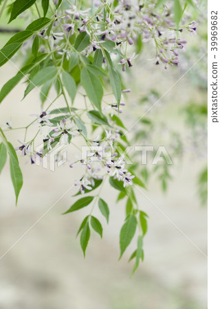 台灣春天的苦楝花 39969682