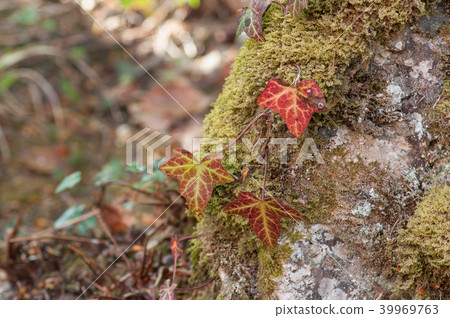 closeup of red ivy leaves on rock in the forest closeup of red ivy leaves on rock in the forest 39969763