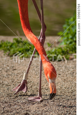 portrait of pink flamingo at the zoo portrait of pink flamingo at the zoo 39969764