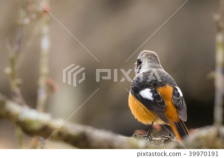 Giubitaki (male) 39970191