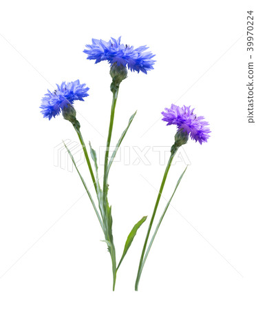 Cornflowers on white background Cornflowers on white background 39970224