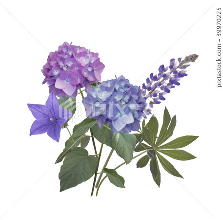 Blue and purple flowers Blue and purple flowers 39970225