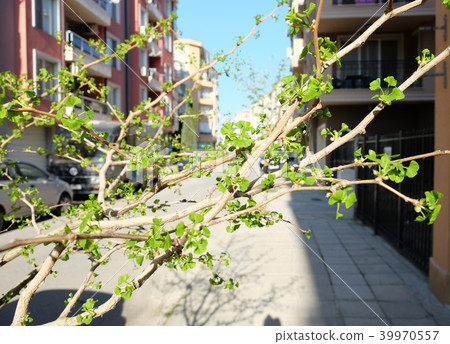 Ginkgo Biloba Tree Ginkgo Biloba Tree 39970557