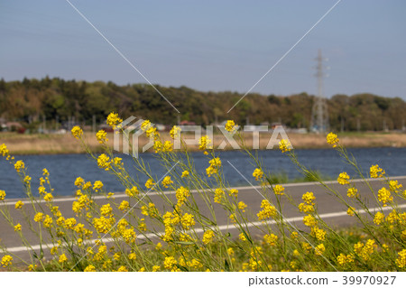 Landscape of rape blossoms and river Landscape of rape blossoms and river 39970927