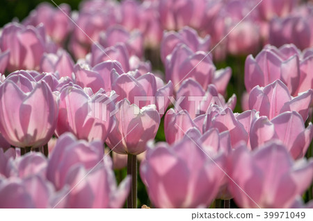 Sakura Furusato Square Tulip Sakura Furusato Square Tulip 39971049