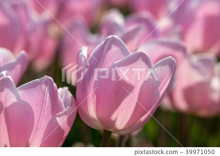 Sakura Furusato Square Tulip Sakura Furusato Square Tulip 39971050