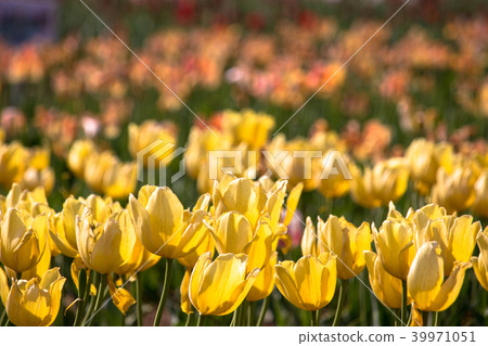 Sakura Furusato Square Tulip Sakura Furusato Square Tulip 39971051