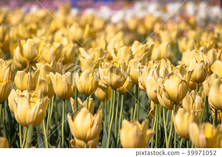 Sakura Furusato Square Tulip Sakura Furusato Square Tulip 39971052